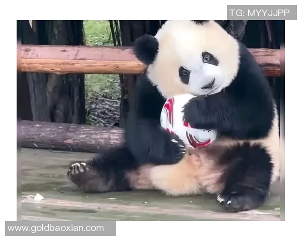 足球明星与可爱熊猫亲密互动的精彩瞬间合集